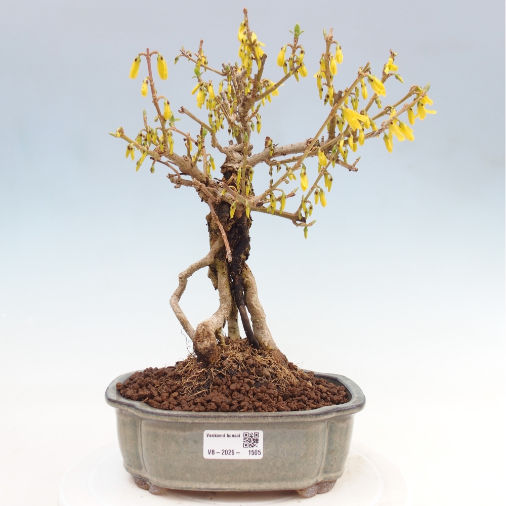 Kültéri bonsai - Zlatice - Forsythia koreana
