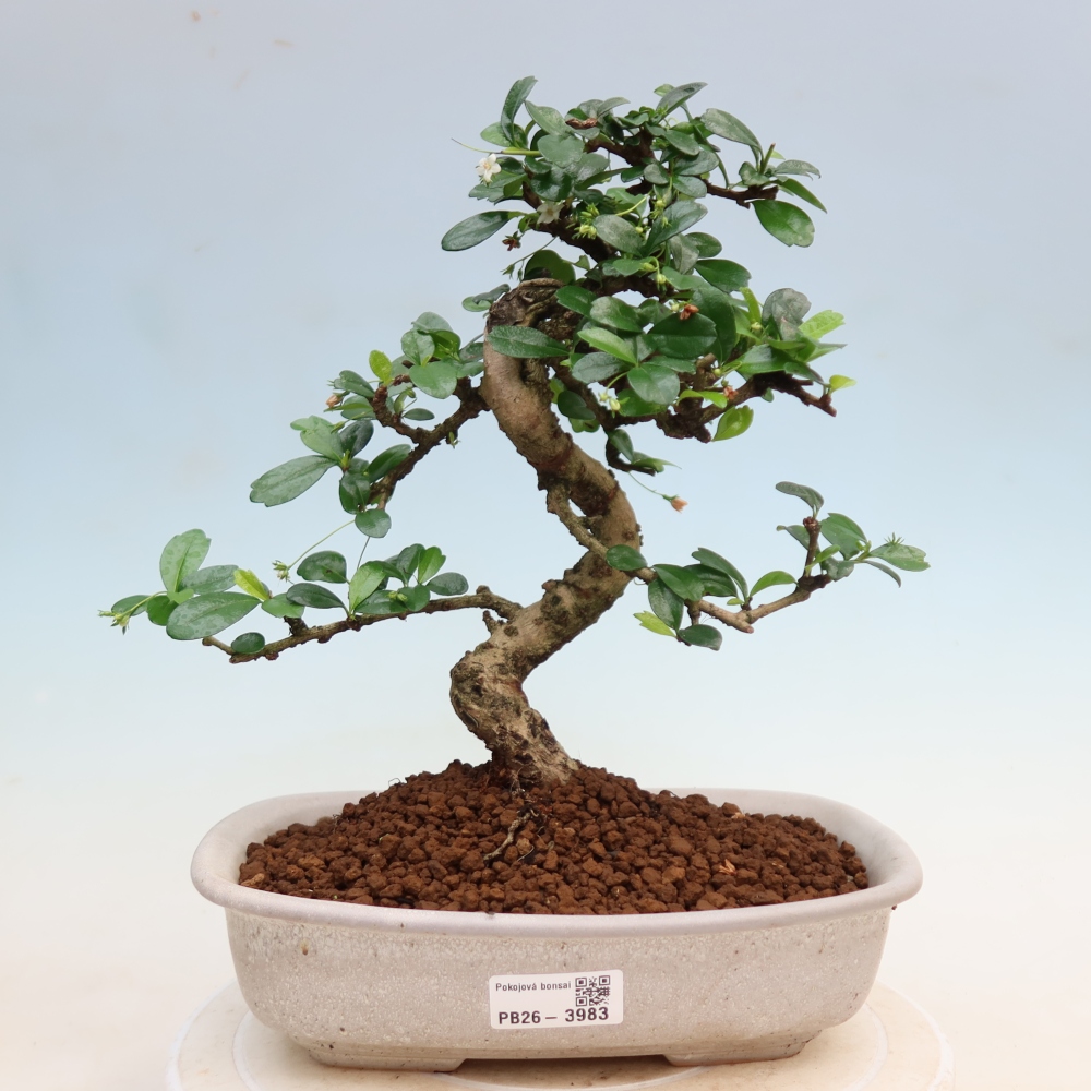 Szobai bonsai - Carmona macrophylla - Tea fuki