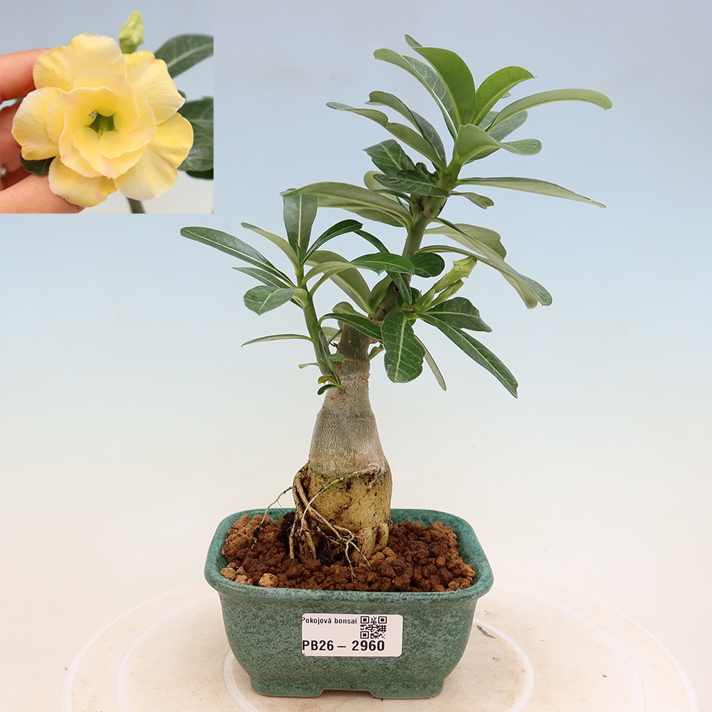 Szobabonsai – Adenium obesum, Alonza-féle oltott példány – Sivatagi rózsa