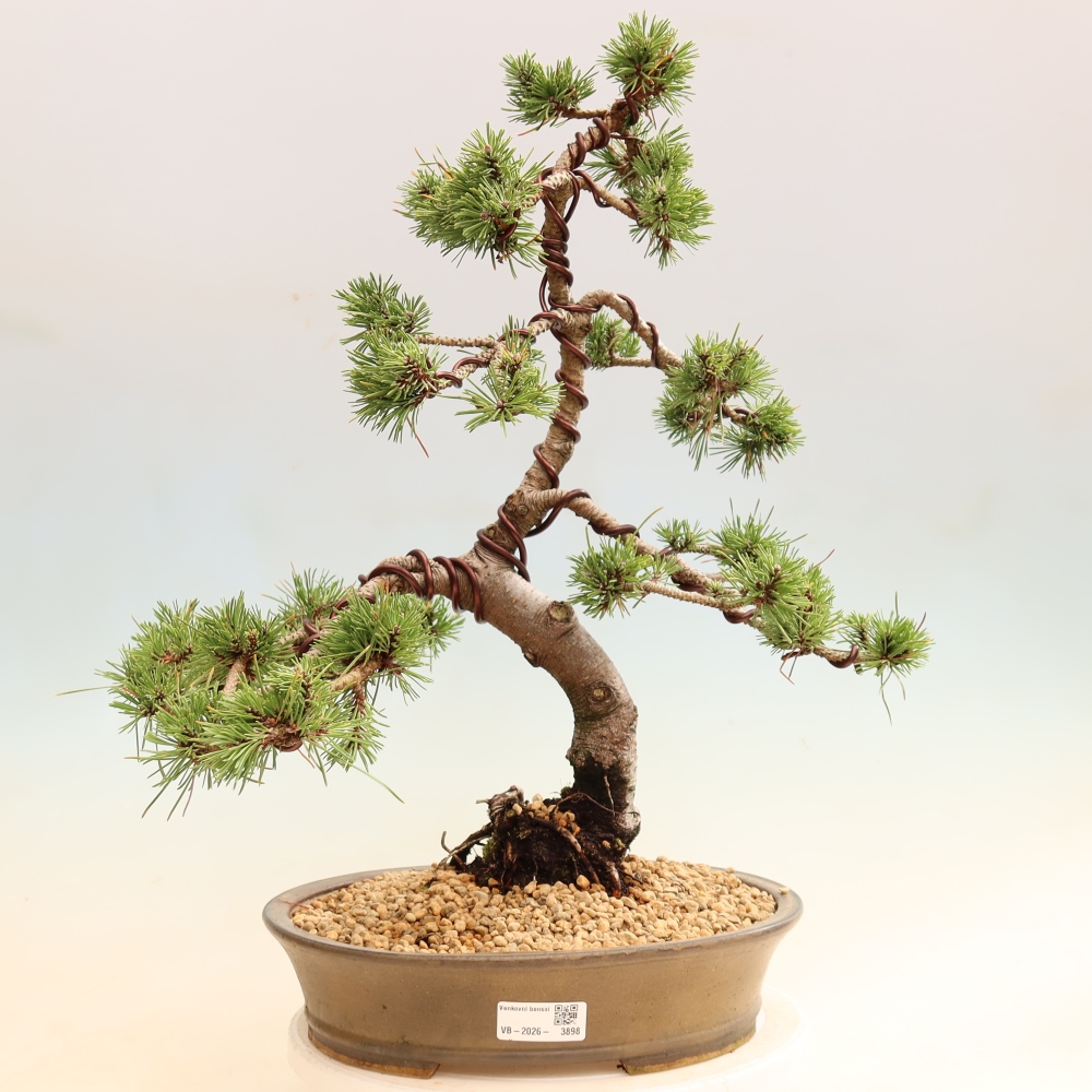 Kültéri bonsai – Pinus mugo Humpy – Törpefenyő