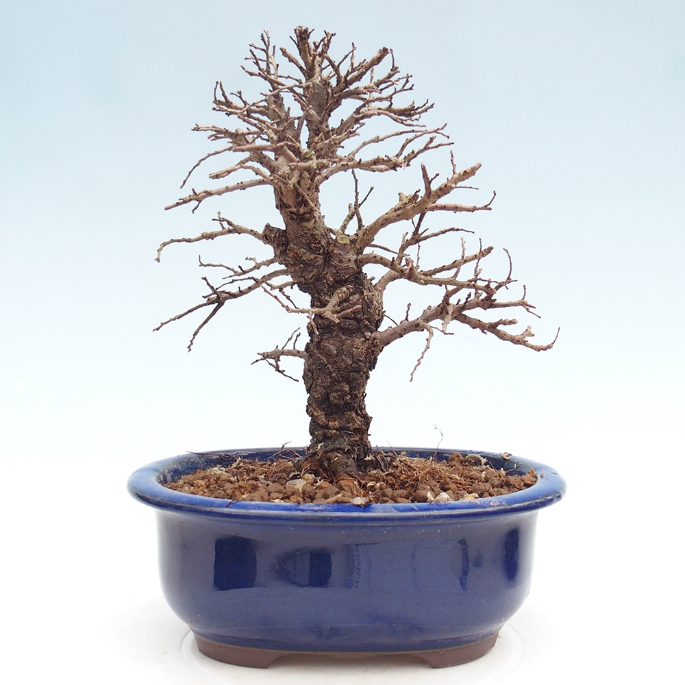 Kültéri bonsai - Zelkova - Zelkova NIRE