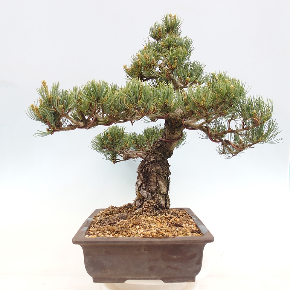 Kültéri bonsai - Pinus parviflora - Pinus parviflora