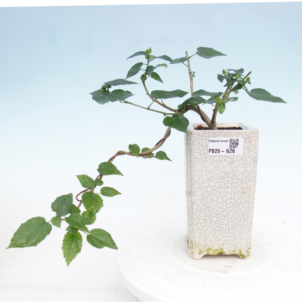 Beltéri bonsai - Malvaviscus arboreus