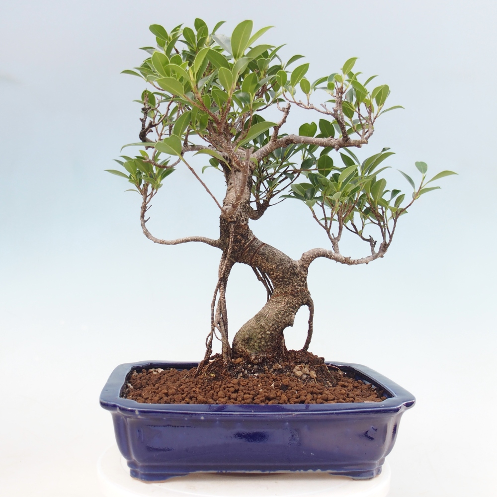 Szobai bonsai - Ficus kimmen - kislevelű fikusz