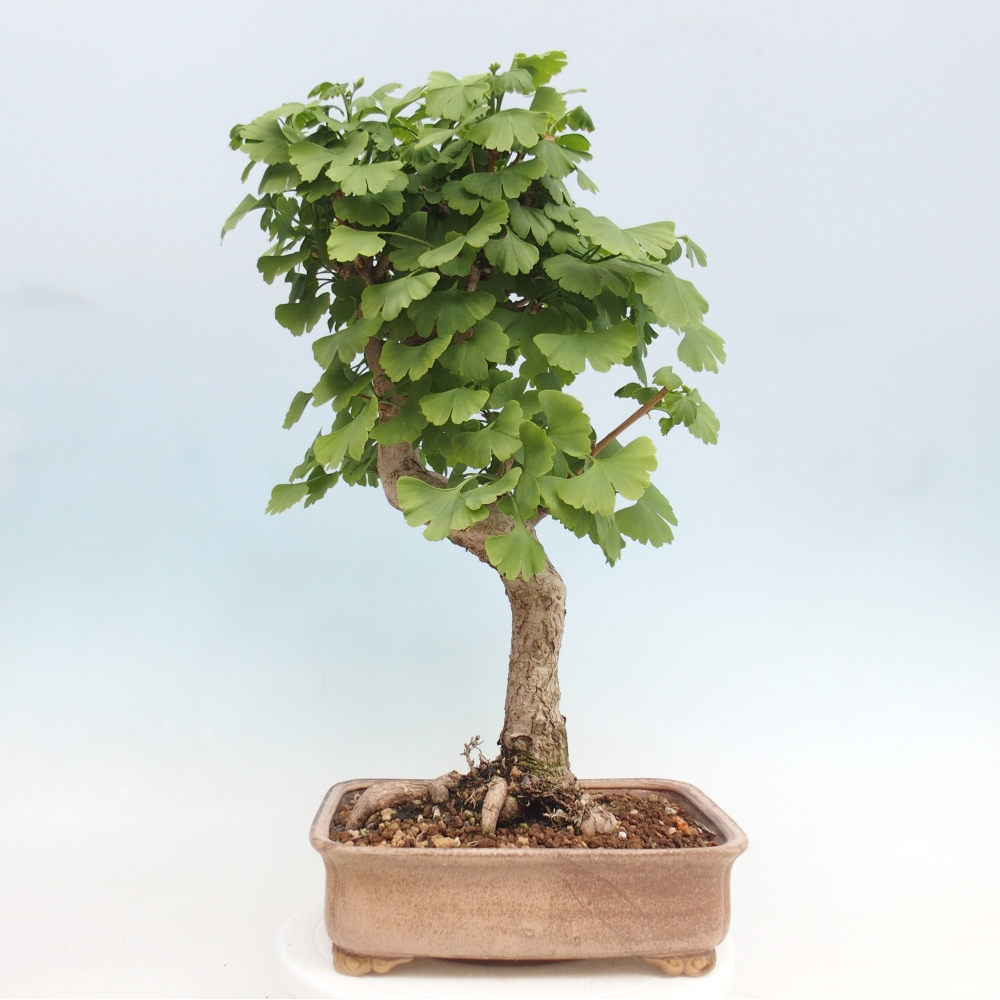 Kültéri bonsai - Ginkgo biloba - Ginkgo biloba