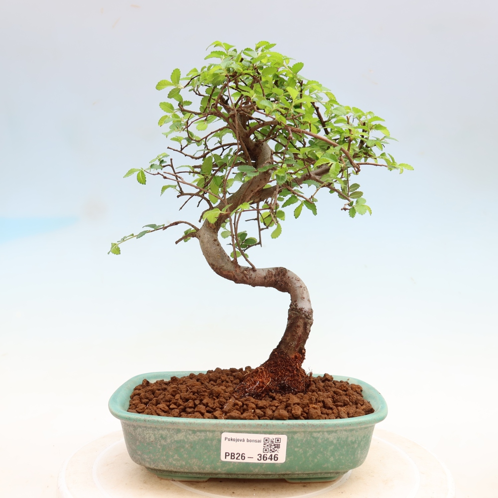 Szobai bonsai - Ulmus parvifolia - Kislevelű szilfa