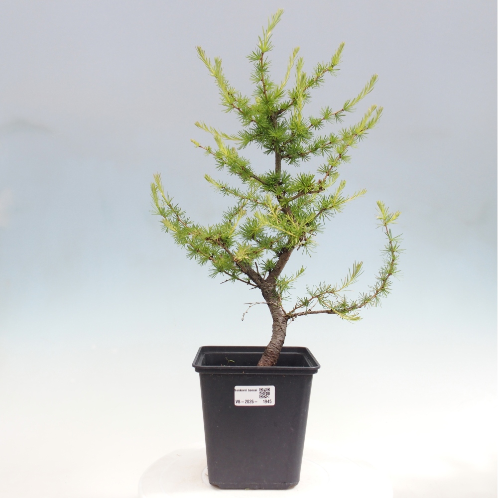 Kültéri bonsai - Larix decidua - vörösfenyő