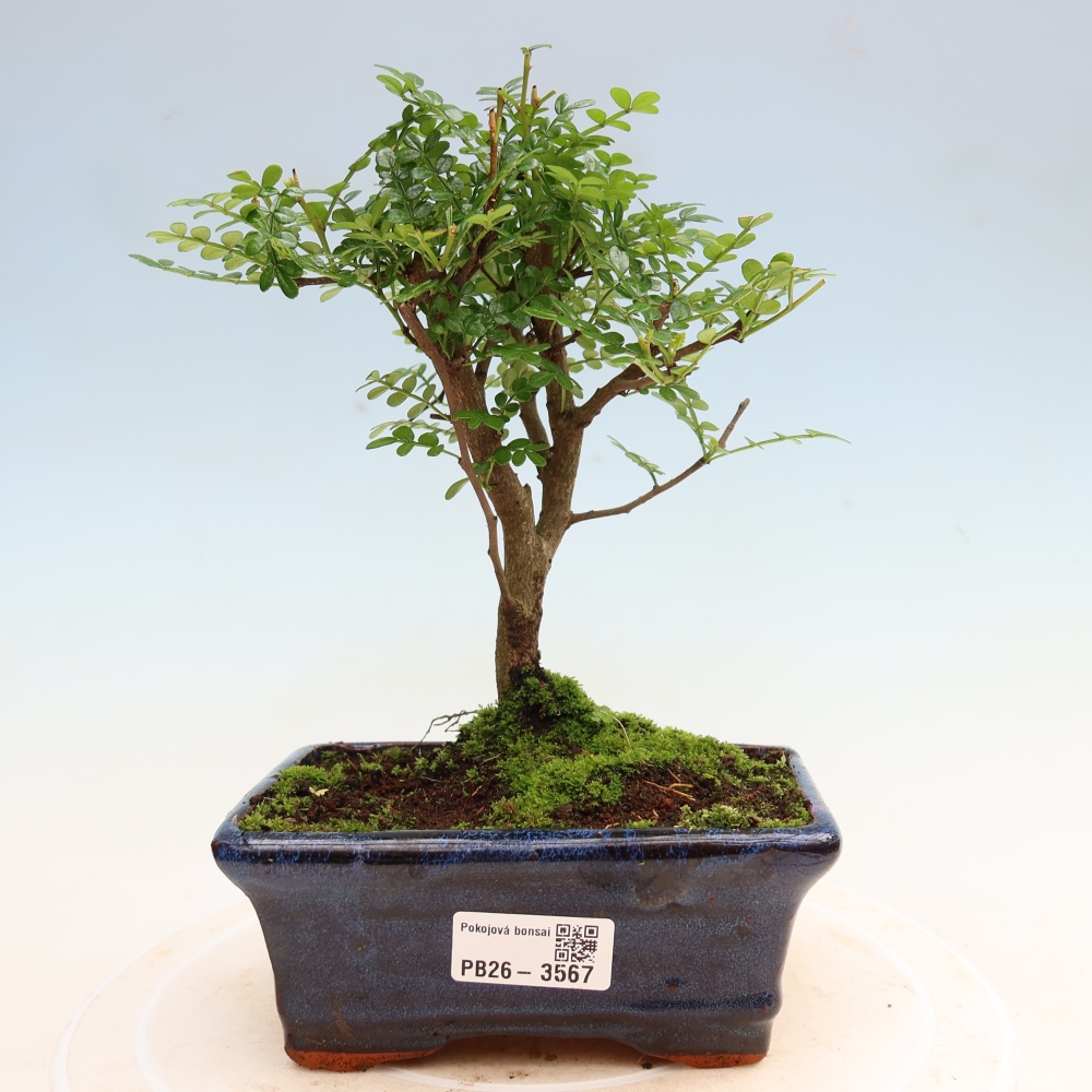 Szobai bonsai - Zantoxylum piperitum - borsfa