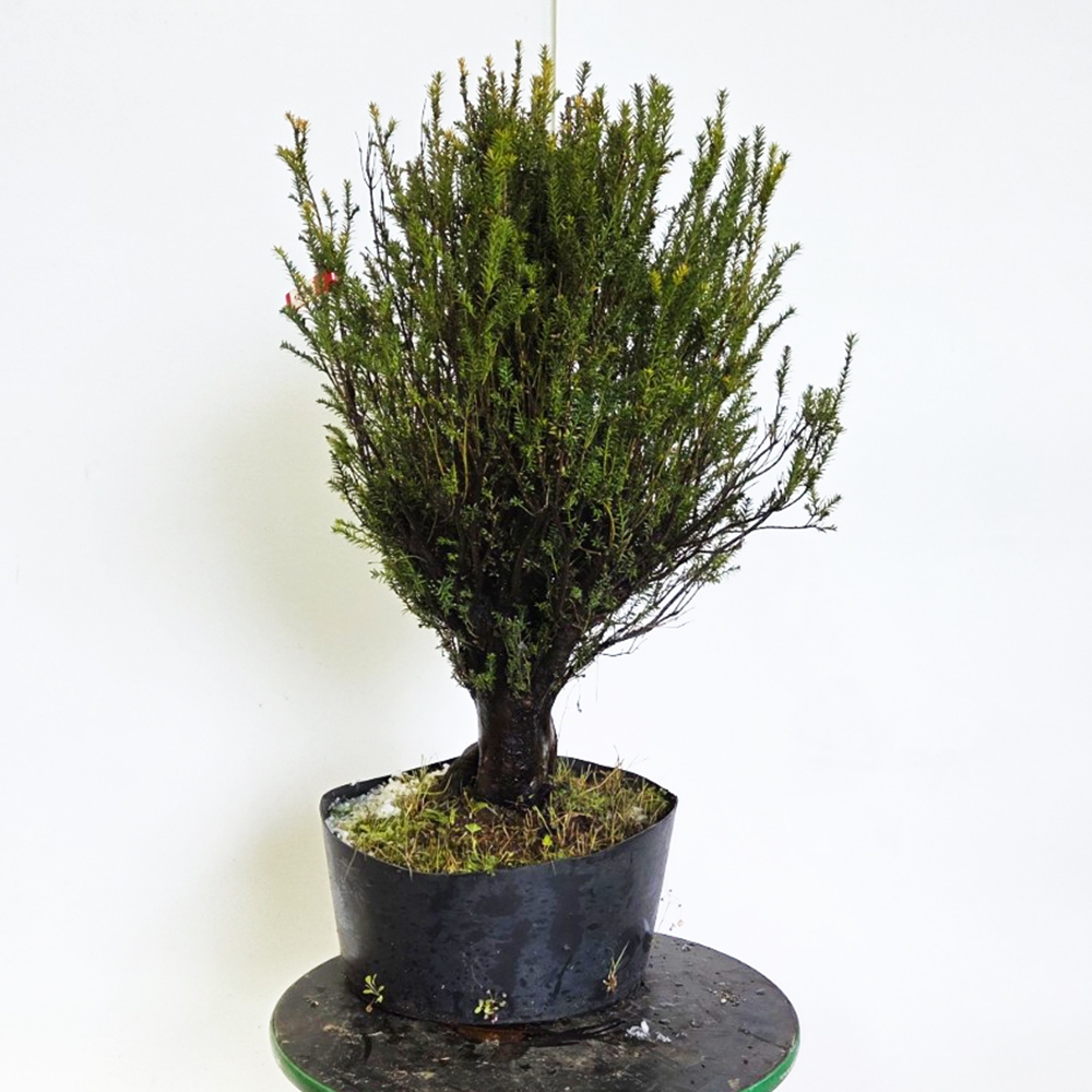 Kültéri bonsai japán tiszafa - Taxus cuspidata