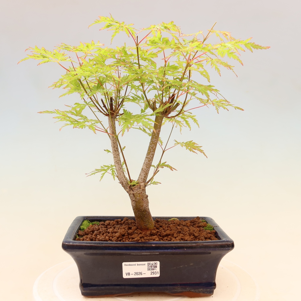 Kültéri bonsai - Acer palmatum Dissectum