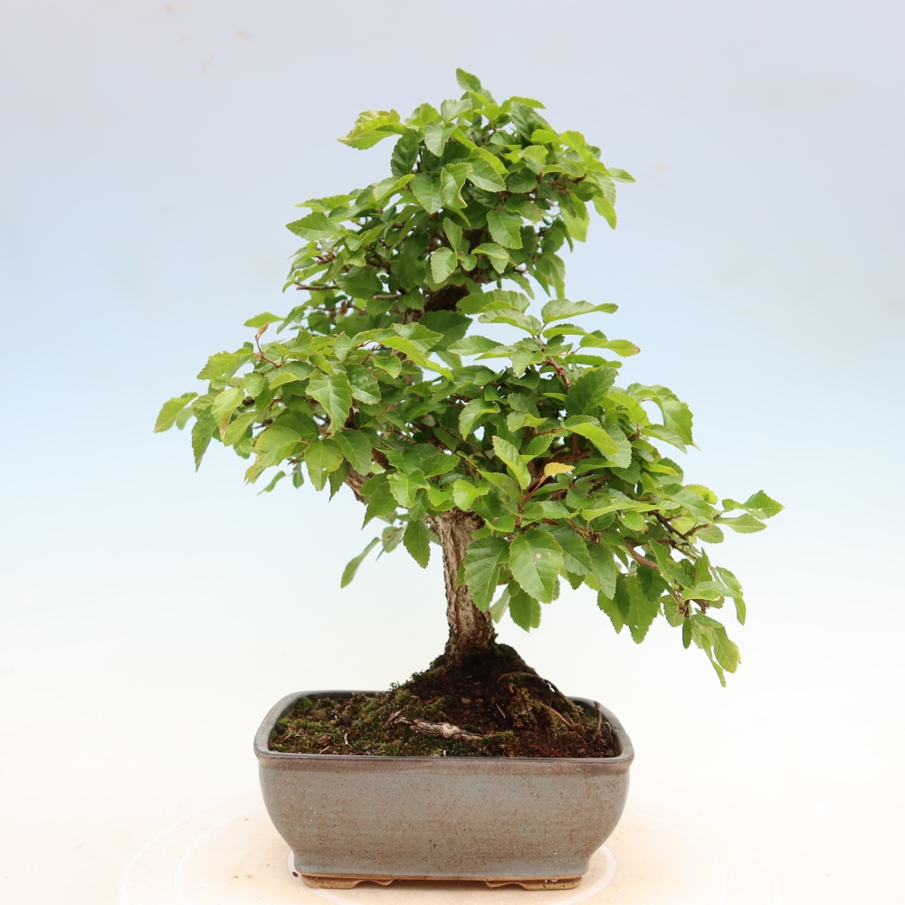 Kültéri bonsai -Carpinus Coreana - Koreai gyertyánfa