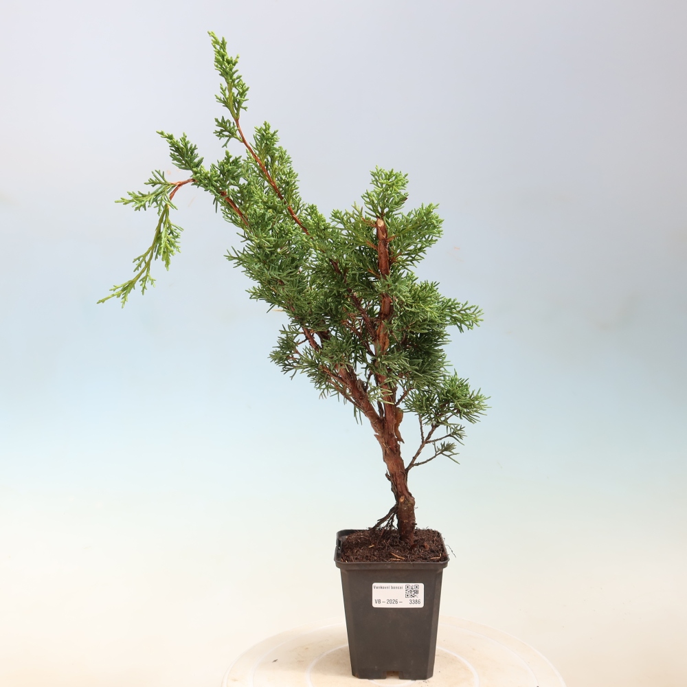 Kültéri bonsai - Juniperus chinensis Kishu