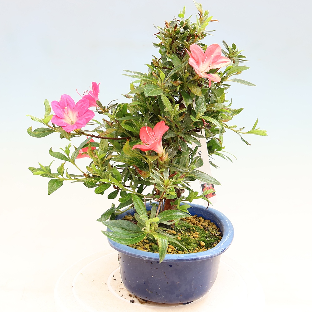 Kültéri bonsai - Japán azálea - Azalea Beniko