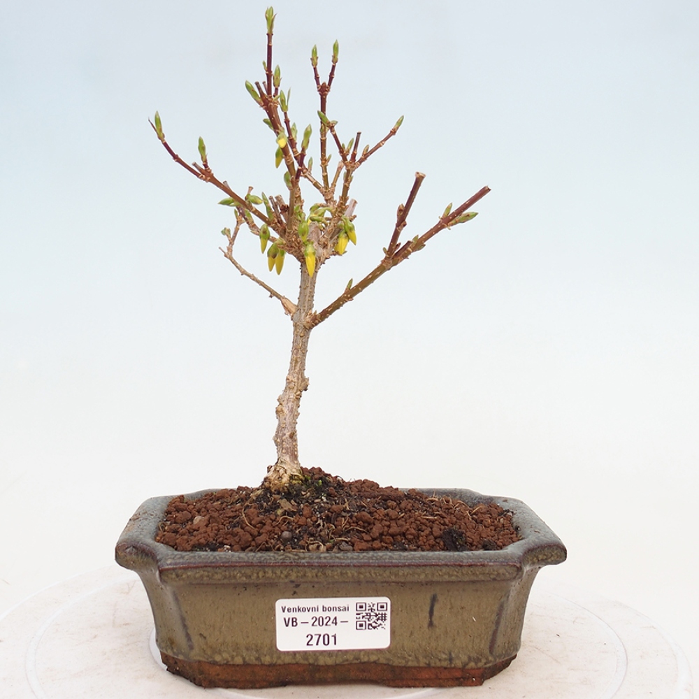 Kültéri bonsai - Zlatice - Forsythia intermedia