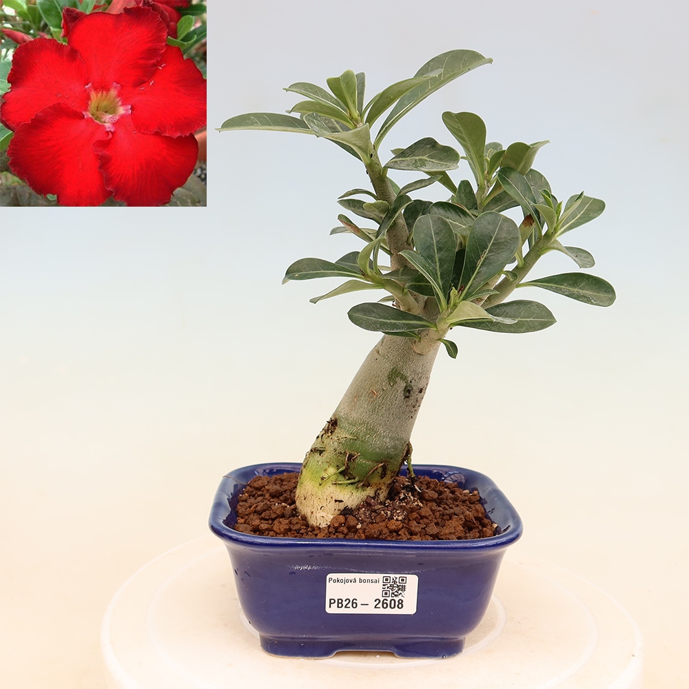 Szobabonsai – Adenium obesum Red Star – Sivatagi rózsa