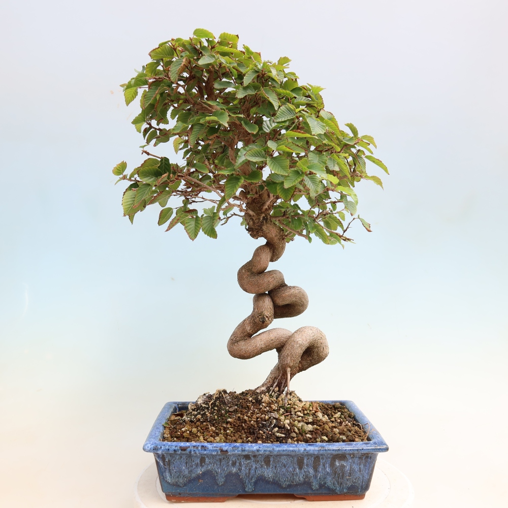 Kültéri bonsai -Carpinus CARPINOIDES - Koreai gyertyánfa