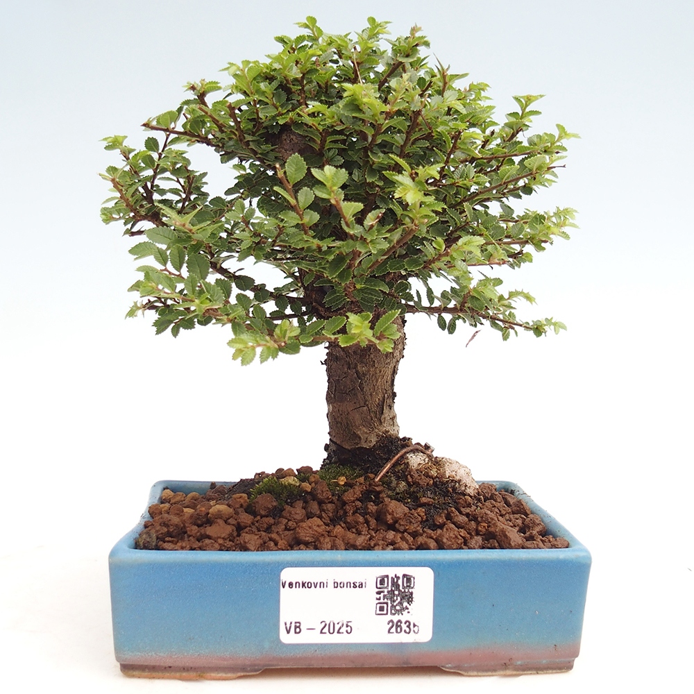 Kültéri bonsai - Ulmus parvifolia Hokkaido - Kínai szil - Ulmus parvifolia Hokkaido