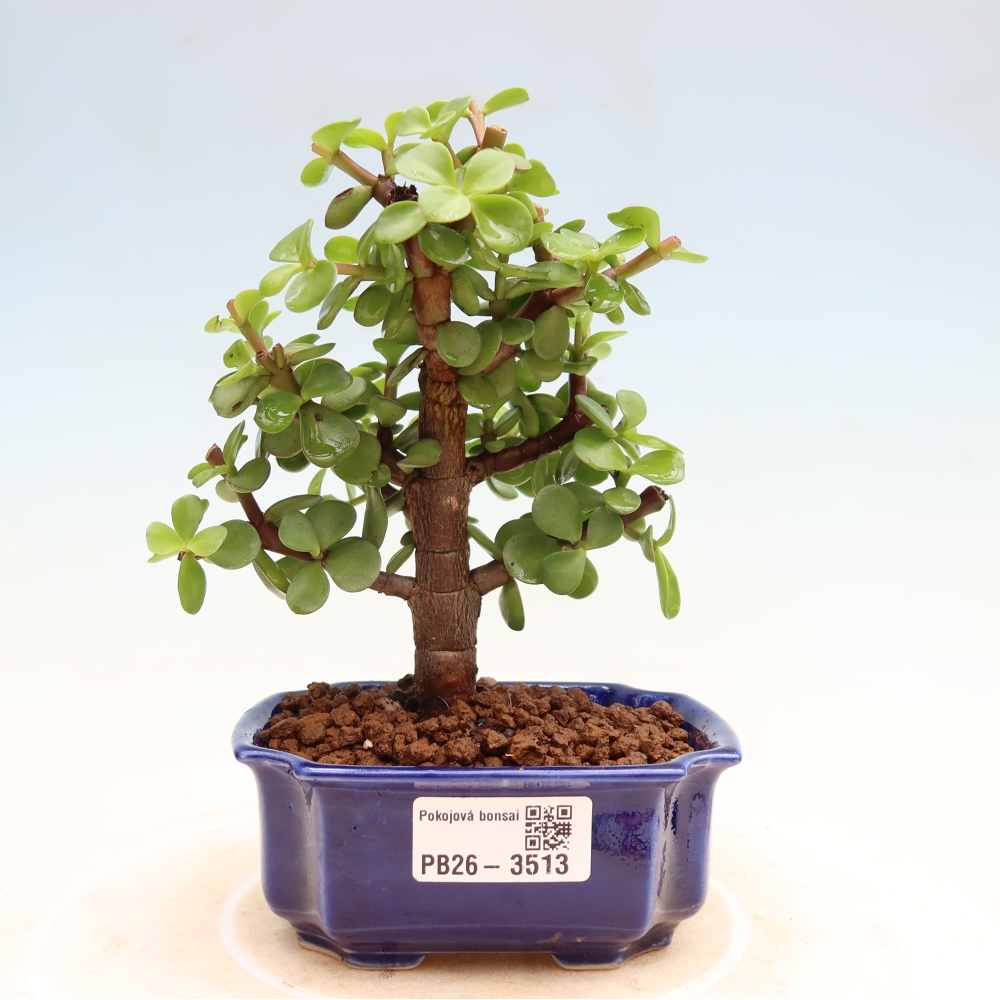 Szoba bonsai - Portulakaria Afra - Tlustice