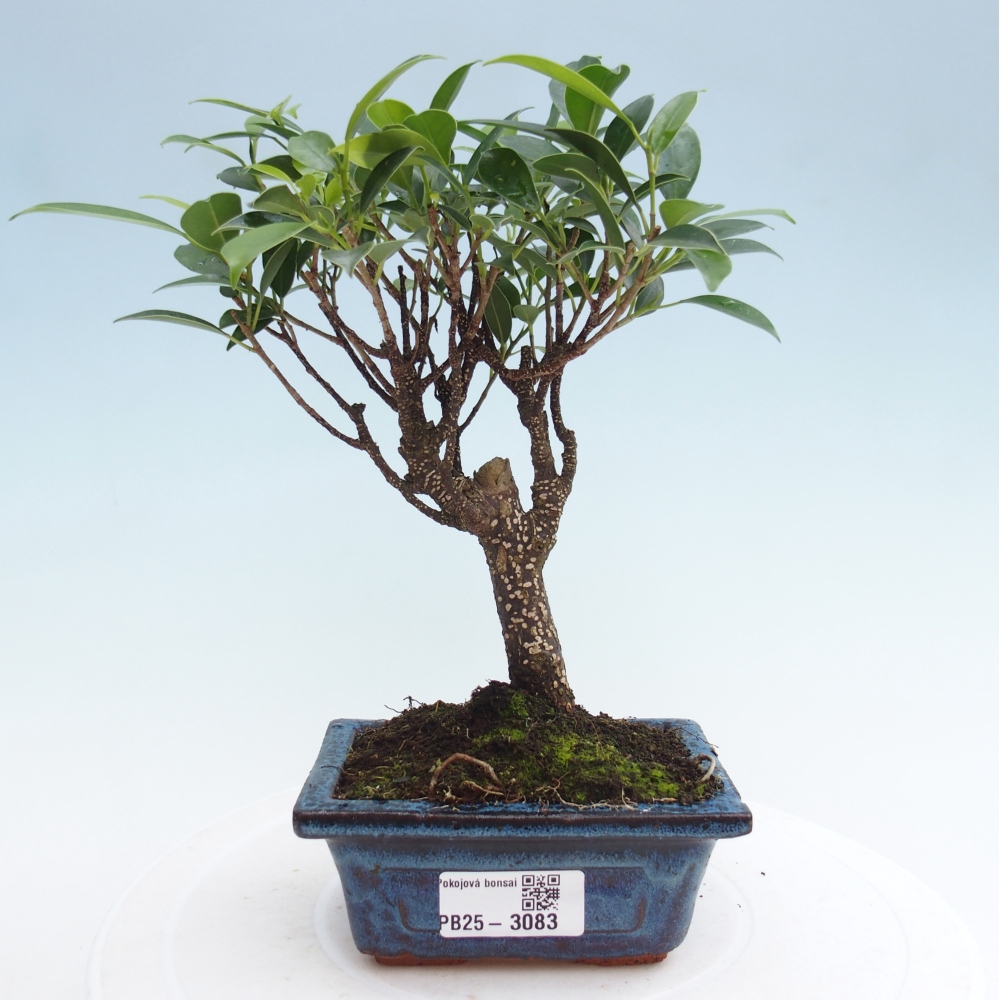 Szoba bonsai Ficus retusa kimmen
