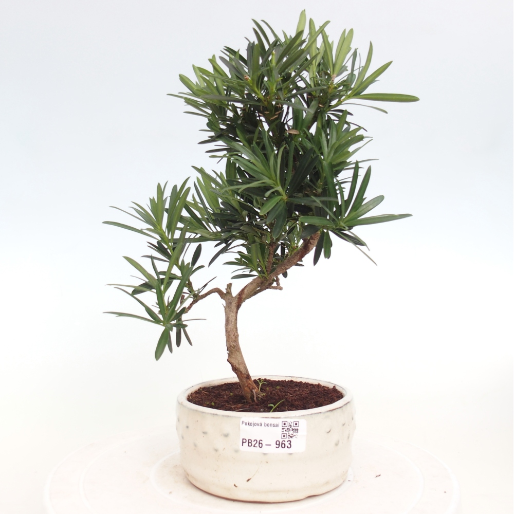 Szobai bonsai - Podocarpus - Kőtiszafa