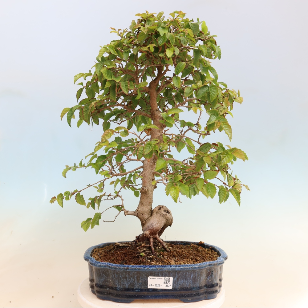 Kültéri bonsai -Carpinus CARPINOIDES - Koreai gyertyánfa