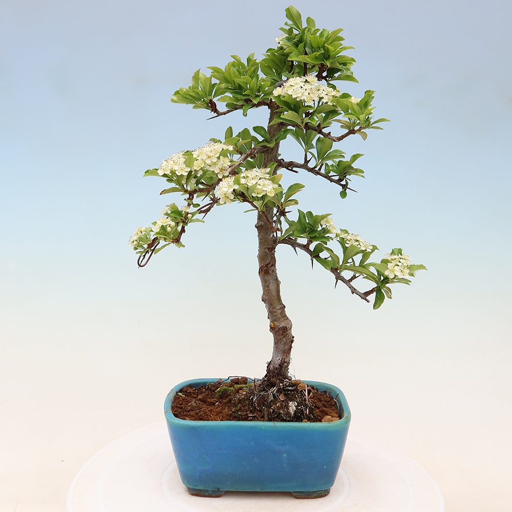 Kültéri bonsai – Pyracantha teton – Vörös tűszem
