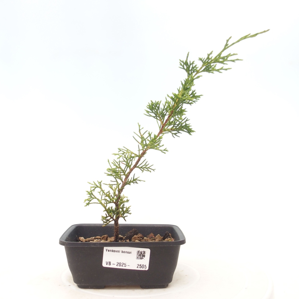 Kültéri bonsai - Juniperus chinensis Itoigawa