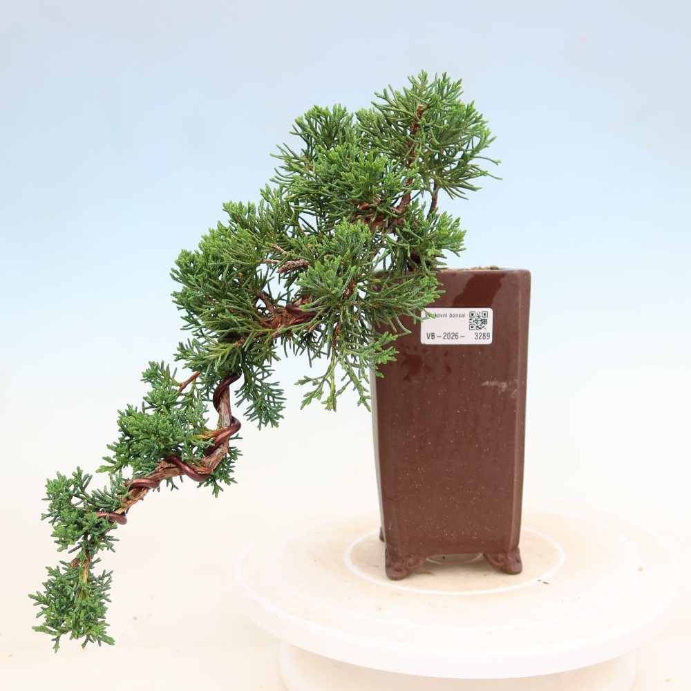 Kültéri bonsai - Juniperus chinensis Kishu
