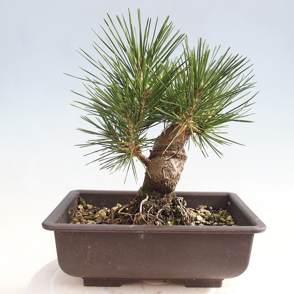 Kültéri bonsai - Pinus thunbergii - Thunberg fenyő