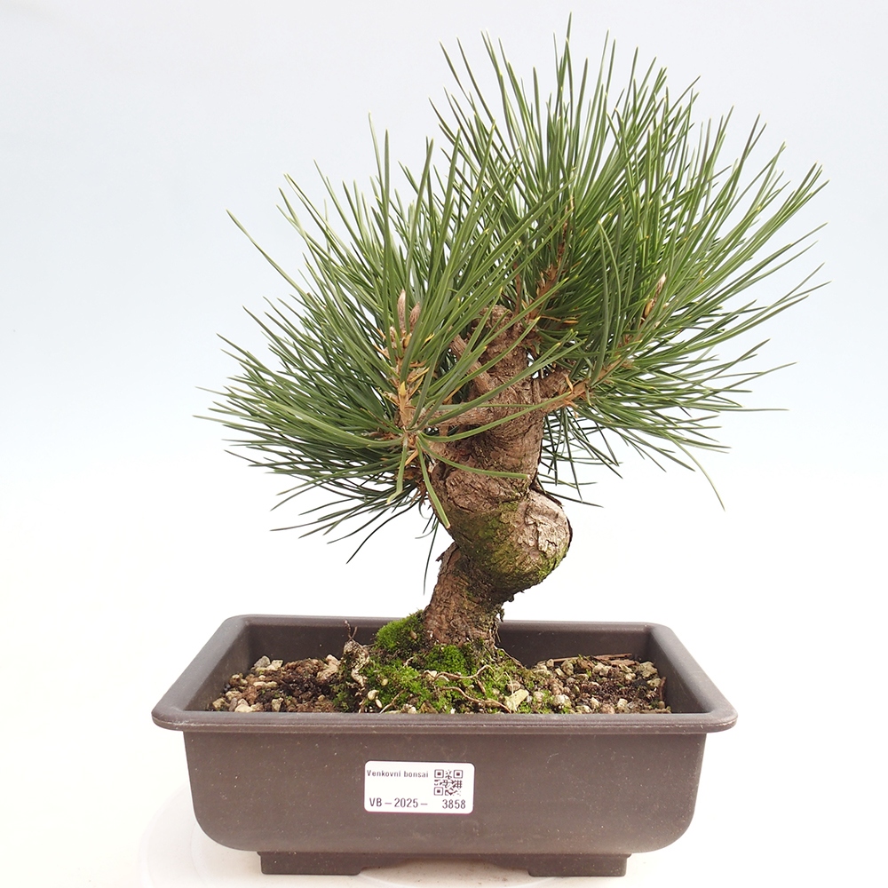 Kültéri bonsai - Pinus thunbergii - Thunberg fenyő