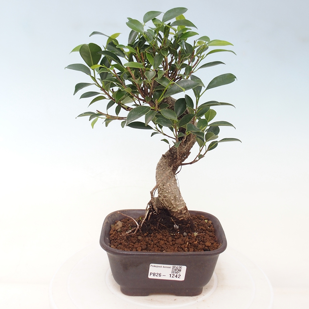 Szobai bonsai - Ficus retusa - kislevelű fikusz