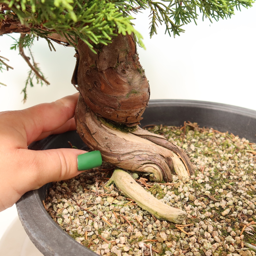 Kültéri bonsai - Juniperus chinensis Itoigawa-Juniperus chinensis
