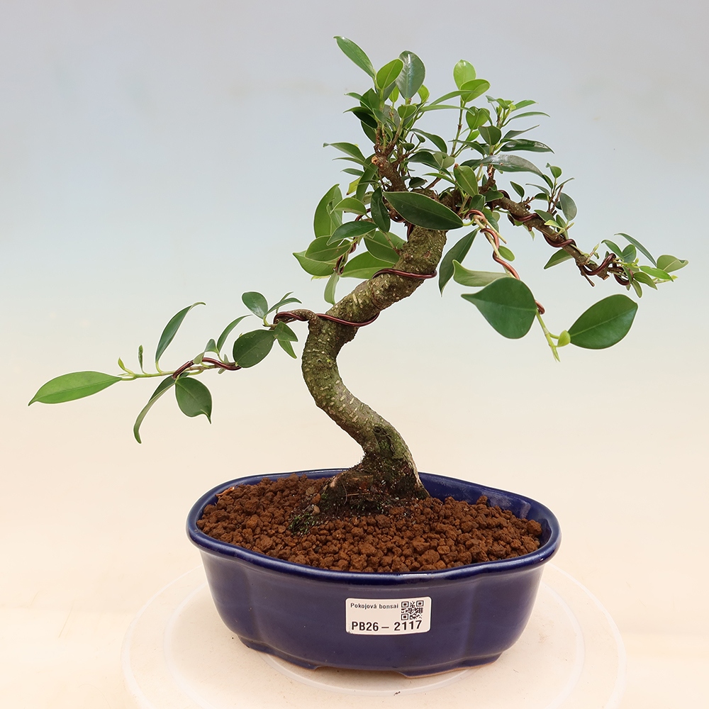 Szobai bonsai - Ficus retusa - kislevelű fikusz
