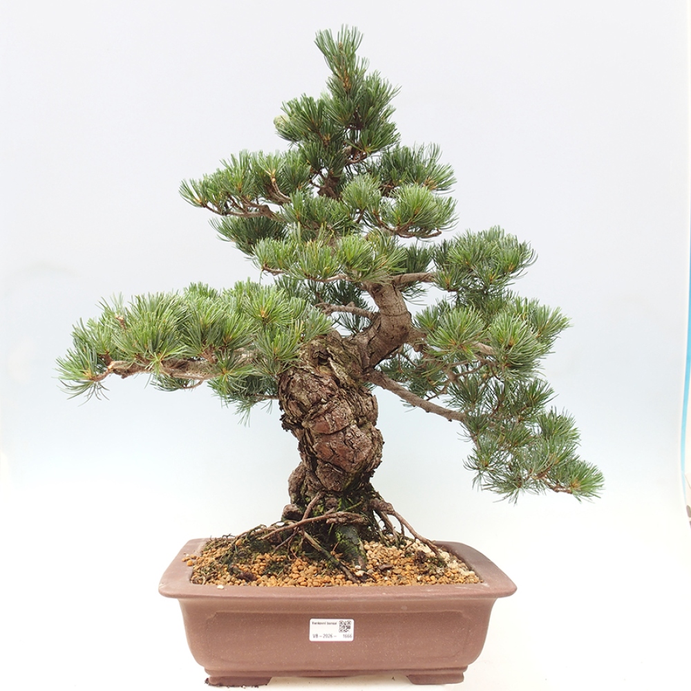 Kültéri bonsai - Pinus parviflora - Pinus parviflora