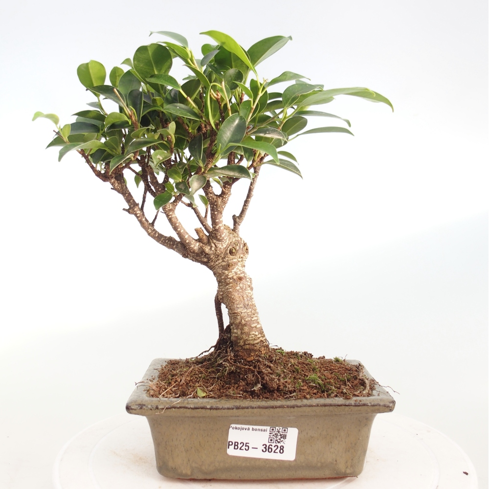 Szobai bonsai - Ficus retusa - kislevelű fikusz