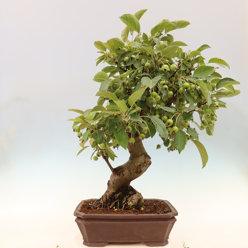 Kültéri bonsai -Malus halliana - Kis gyümölcsű almafa