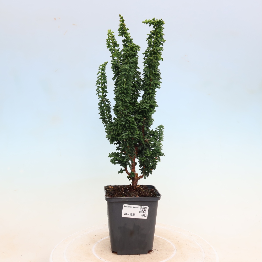 Kültéri bonsai - Cham. obtusa SEKKA HINOKI - Cifra ciprus