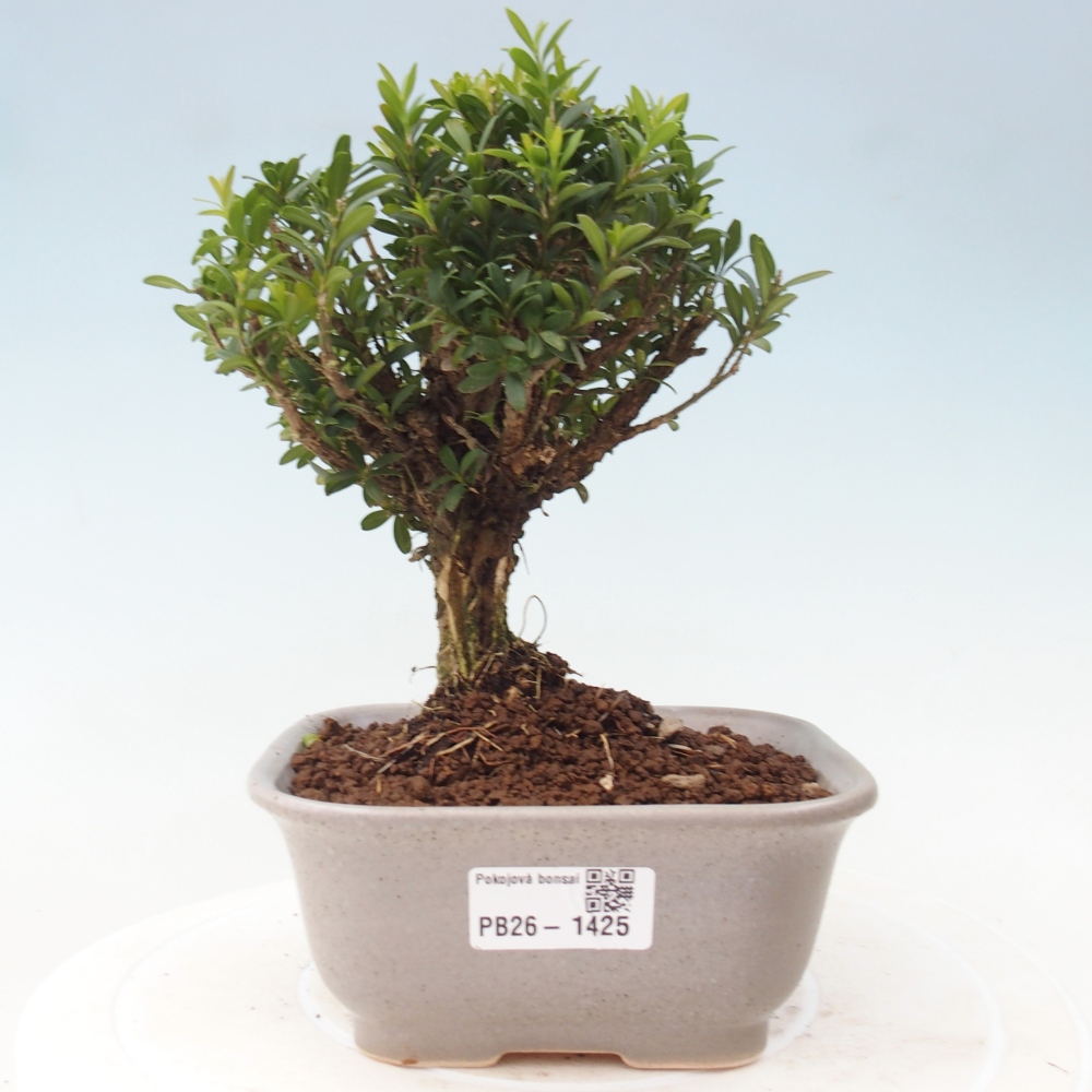 Szobai bonsai - Buxus harlandii - parafa buxus