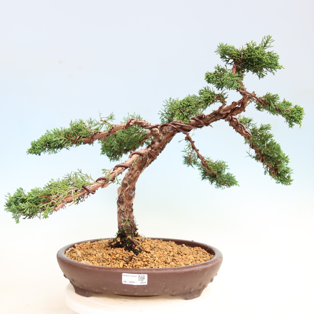 Kültéri bonsai - Juniperus chinensis Kishu