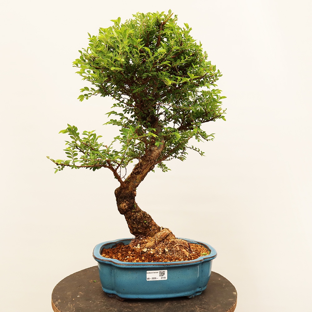 Kültéri bonsai - Zelkova - Zelkova NIRE