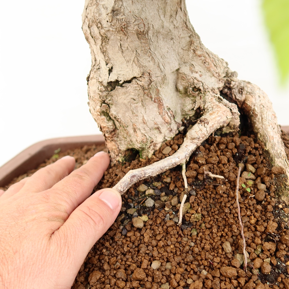 Kültéri bonsai -Carpinus Coreana - Koreai gyertyánfa