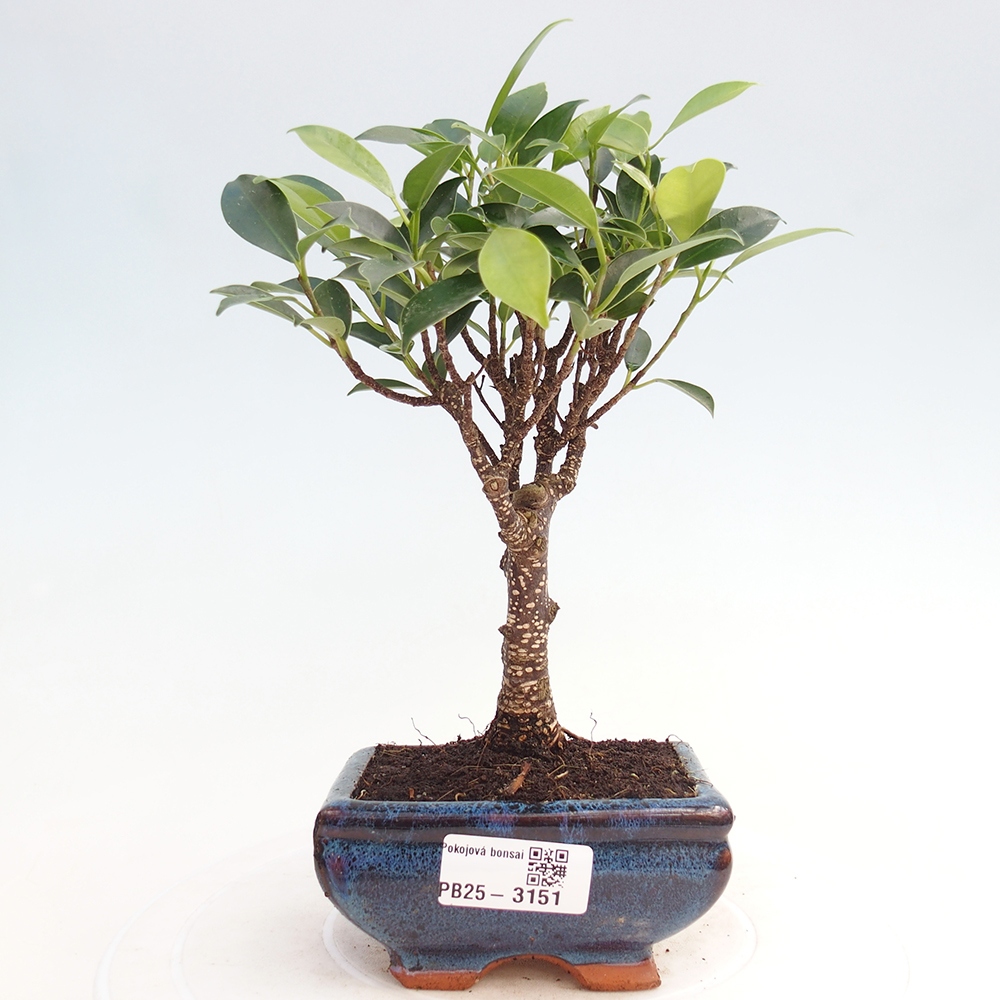 Szoba bonsai Ficus retusa kimmen