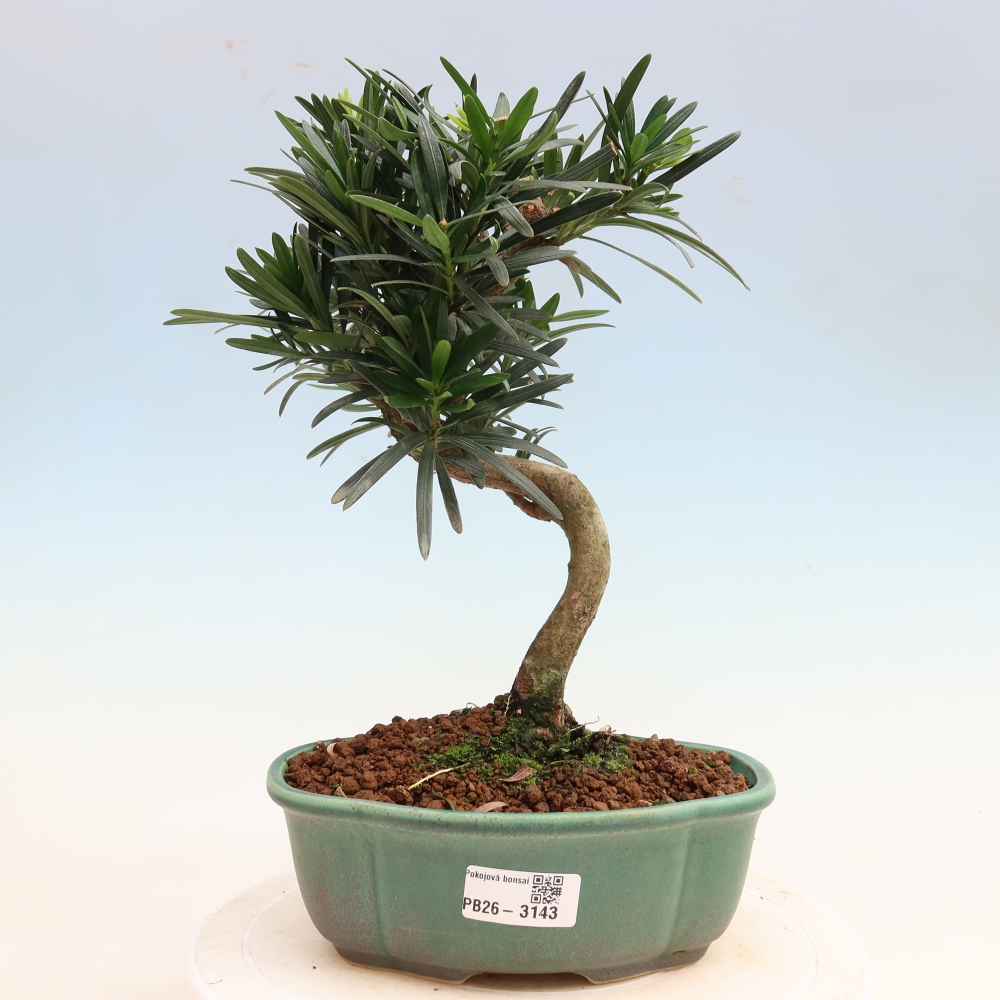 Szobai bonsai - Podocarpus - Kőtiszafa