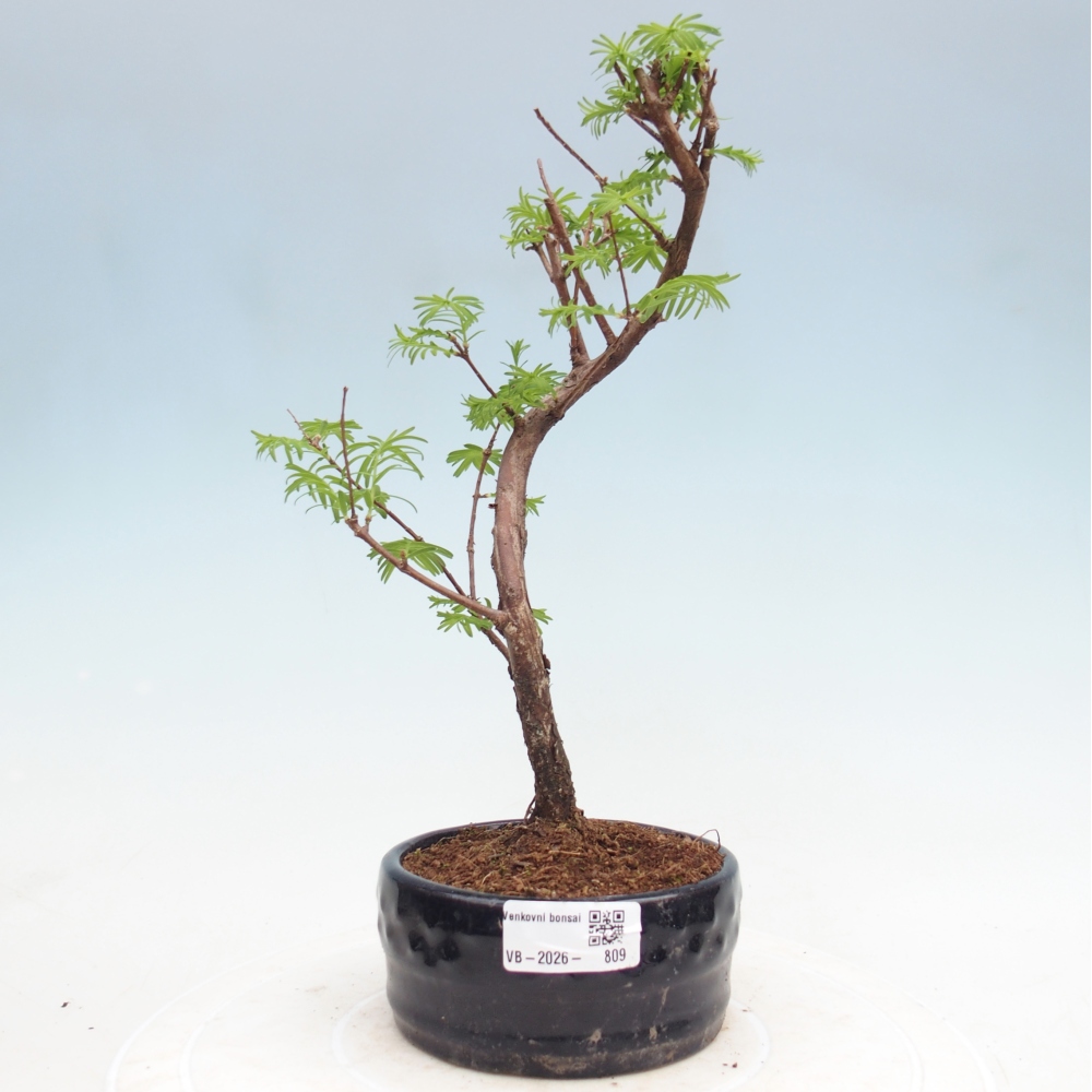 Kültéri bonsai - Metasequoia glyptostroboides - Kínai metasequoia