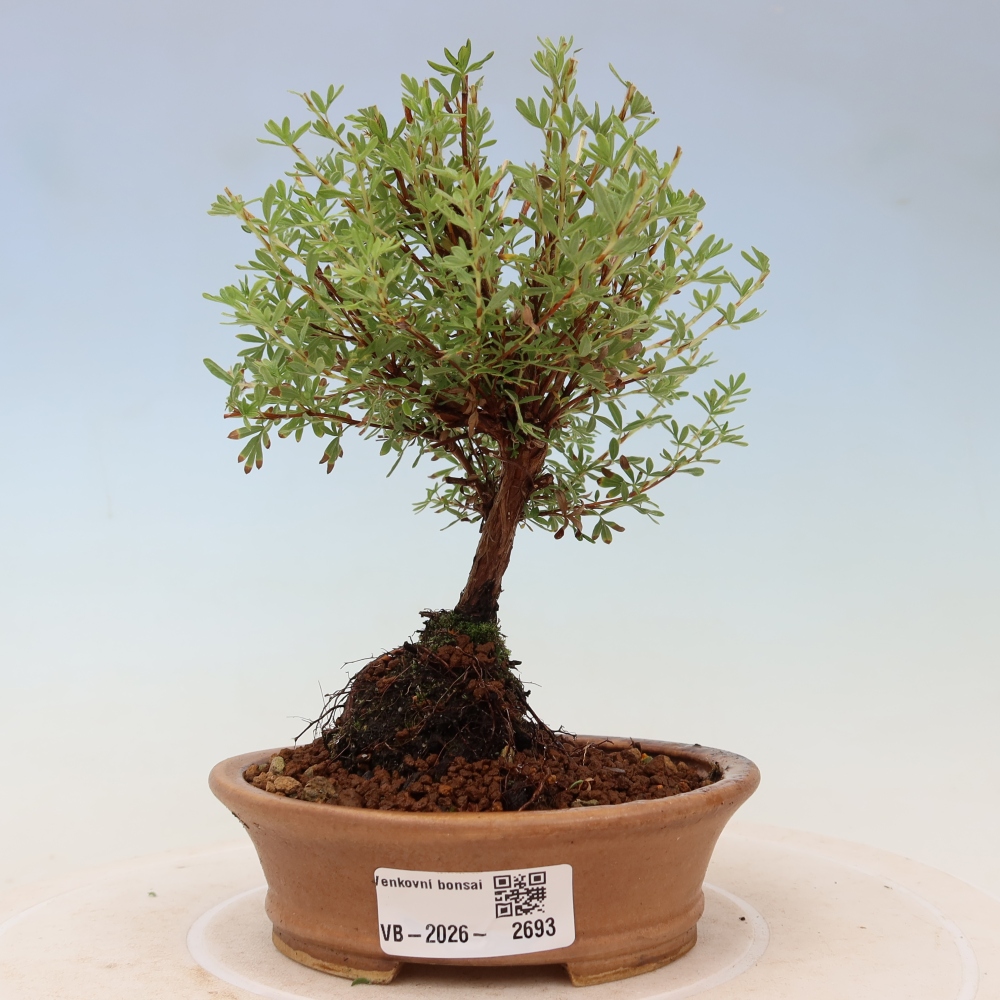 Kültéri bonsai – bokros potentilla – Potentilla fruticosa Goldkissen