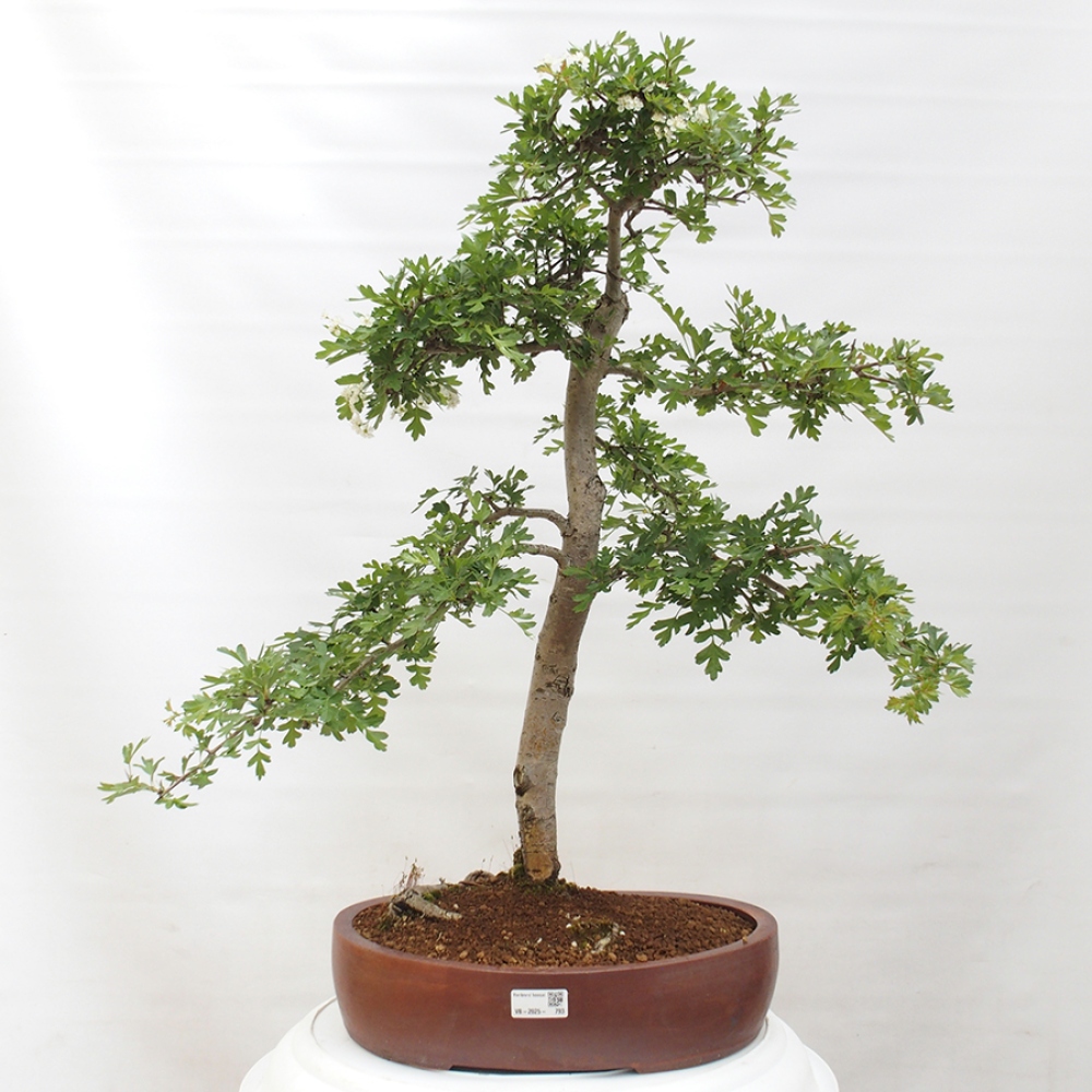 Kültéri bonsai - Galagonya - Crataegus monogyna