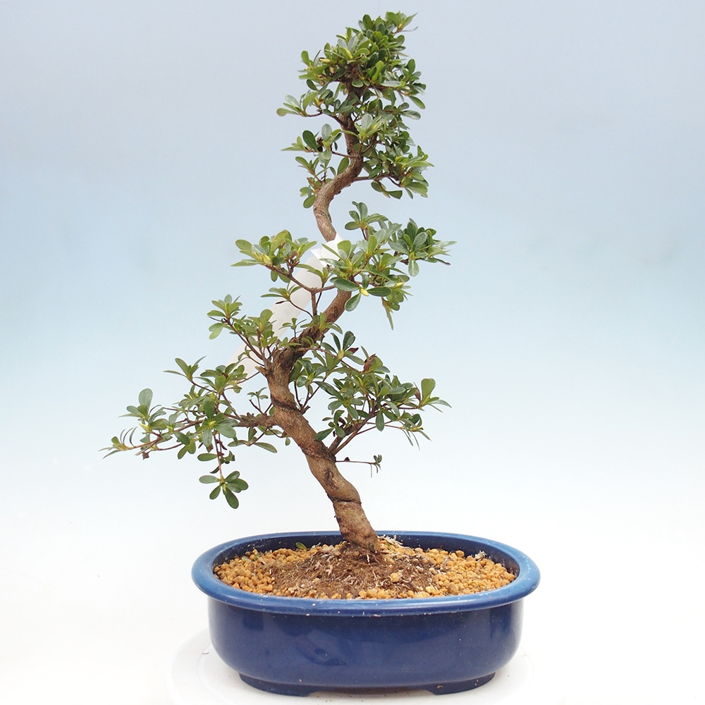 Kültéri bonsai - Japán azálea - Azálea Asahi-no-izumi