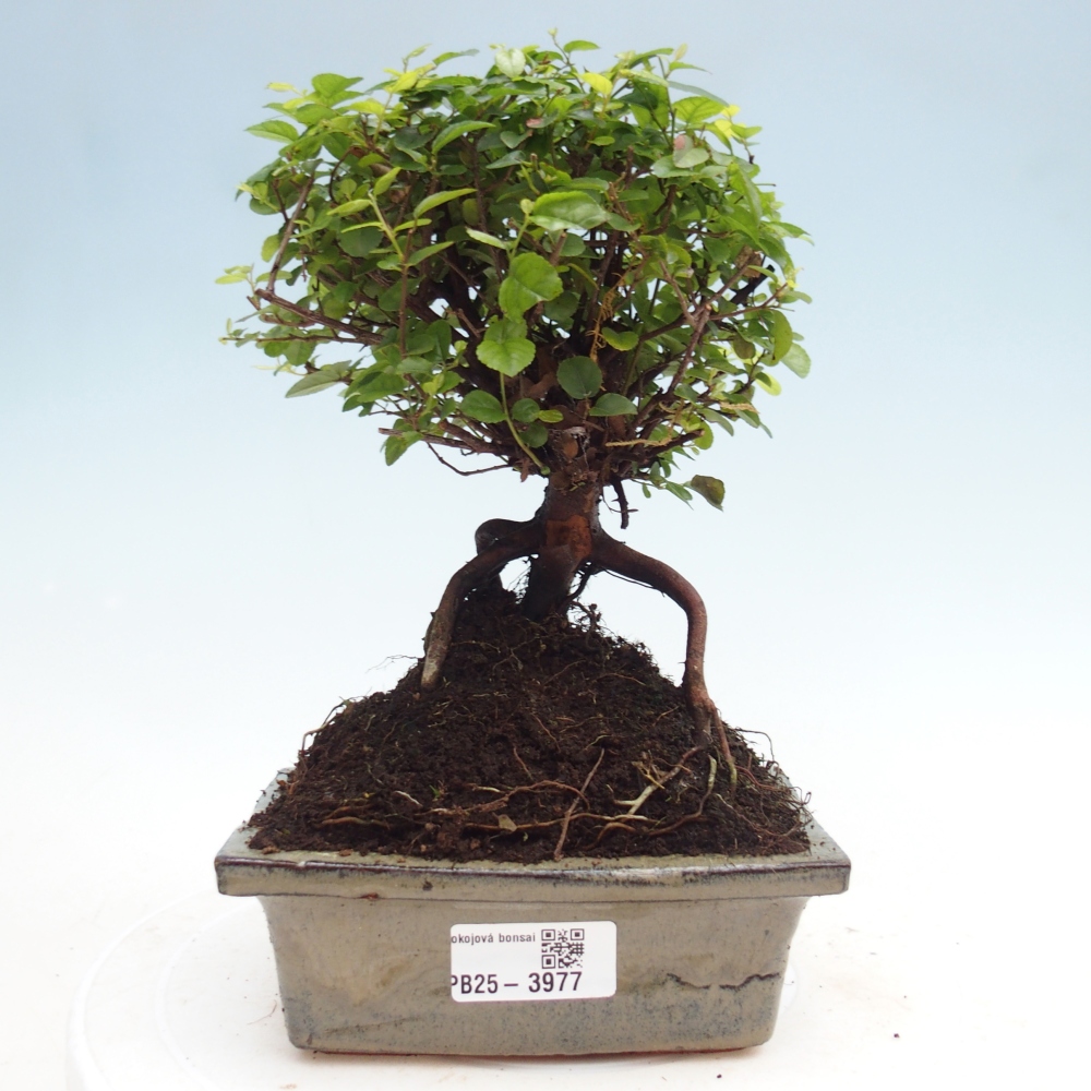 Szobai bonsai - Sageretia thea - Sageretia thea
