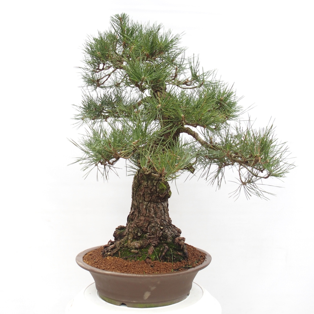 Kültéri bonsai - Pinus thunbergii - Thunberg fenyő