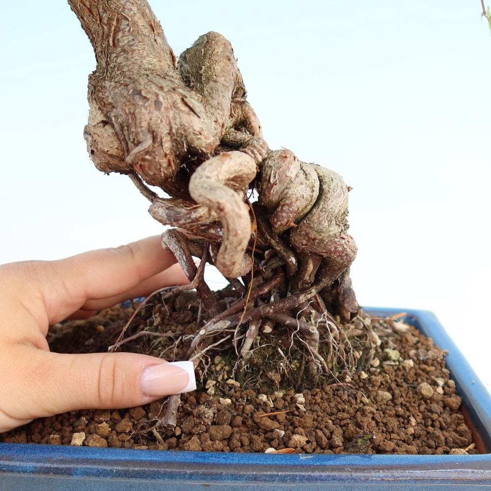 Kültéri bonsai -Carpinus Coreana - Koreai gyertyánfa